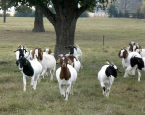 Goats2.jpg