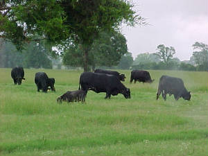 GrassfedCows.jpg