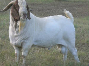 Noly2.jpg