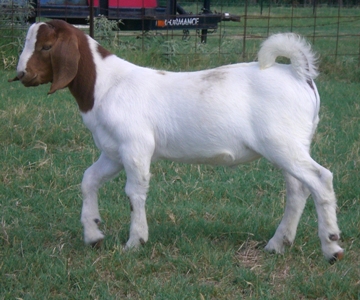 AggieGeneral4.JPG